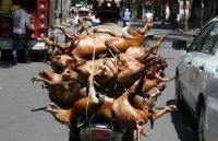 an thit cho dang len an hay khong cong dong mang lai tranh cai nay lua