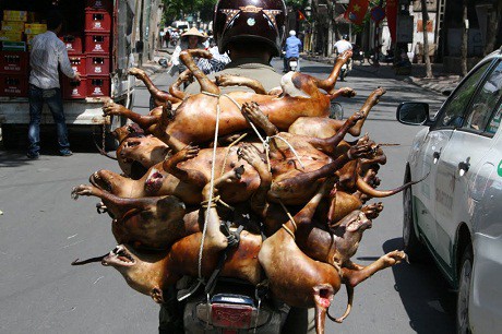 pho ban tuyen giao ha noi toi cung an thit cho nhung rat it