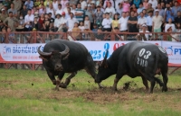 bien nguoi doi mua xem cac ong trau dau vat