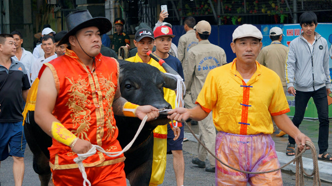 Người dân 'xí chỗ' từ 5 giờ sáng chờ xem chọi trâu Đồ Sơn nguoi dan xi cho tu 5 gio sang cho xem choi trau do son 146216