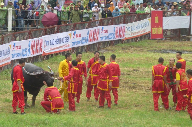 le hoi choi trau do son 2018 ong trau so 12 voi mieng danh hiem hoc da len ngoi vo dich