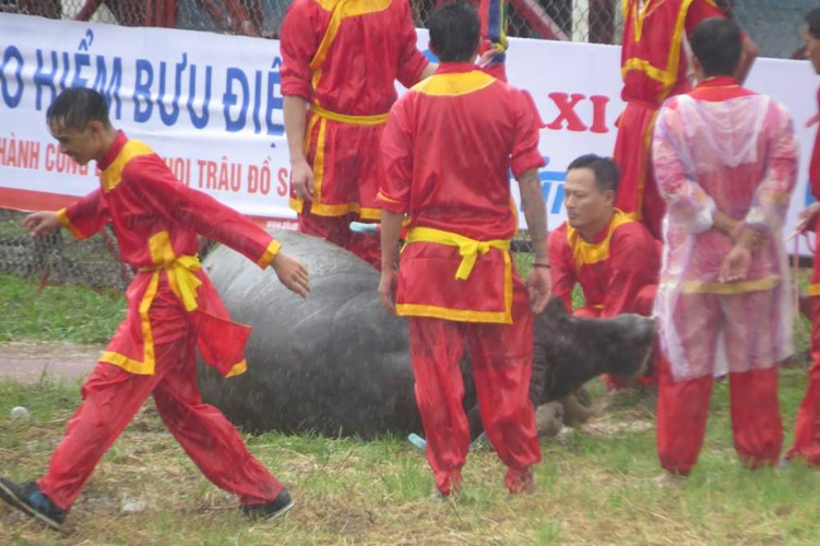 le hoi choi trau do son 2018 ong trau so 12 voi mieng danh hiem hoc da len ngoi vo dich