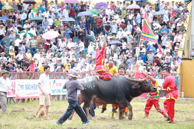 bien nguoi doi mua xem cac ong trau dau vat