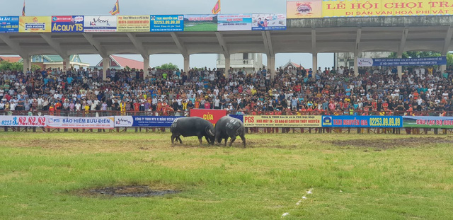 bien nguoi doi mua xem cac ong trau dau vat