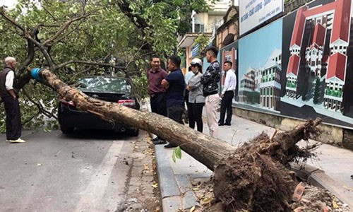 cay xanh do de vo nat kinh chan gio o to camry