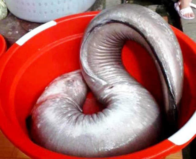 bat duoc ca chinh khung nang 17kg sau nhieu ngay theo doi