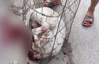 cho pitbull hung du trong nhung vu can trong thuong nguoi va vat nuoi
