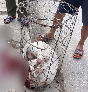 ha noi cho pit bull nang 30kg can chu nha va hang xom nhap vien