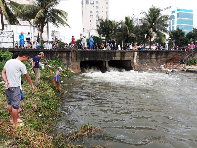 Mưa lịch sử tại Đà Nẵng 'giúp' người dân vớt cả tấn cá mua lich su tai da nang giup nguoi dan vot ca tan ca