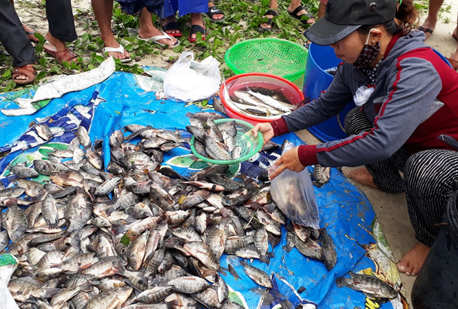 Mưa lịch sử tại Đà Nẵng 'giúp' người dân vớt cả tấn cá mua lich su tai da nang giup nguoi dan vot ca tan ca