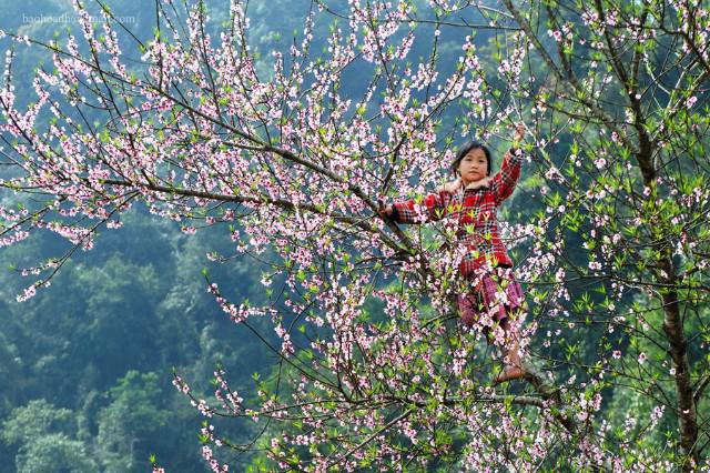 hoa dao va nhung tac dung bat ngo ai cung nen biet