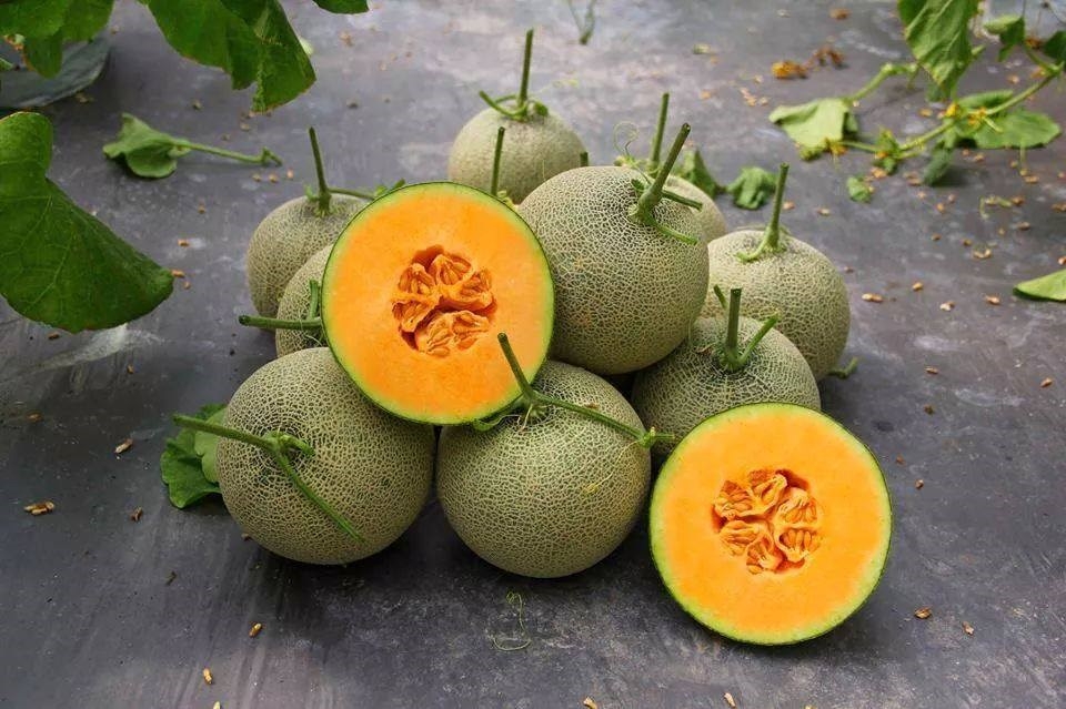 3 nguoi tu vong vi an dua luoi nhiem khuan listeria