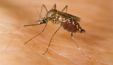 brazil phat hien 8 dot bien gen cua virus sot vang da