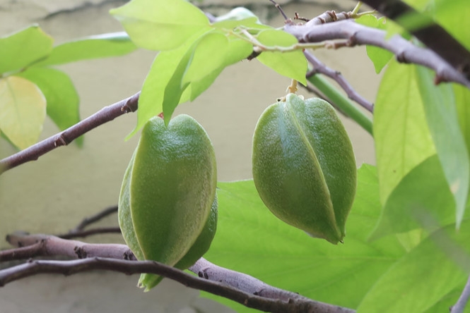 nguoi benh than an khe co the dan den tu vong