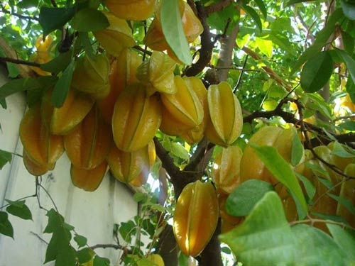 nguoi benh than an khe co the dan den tu vong