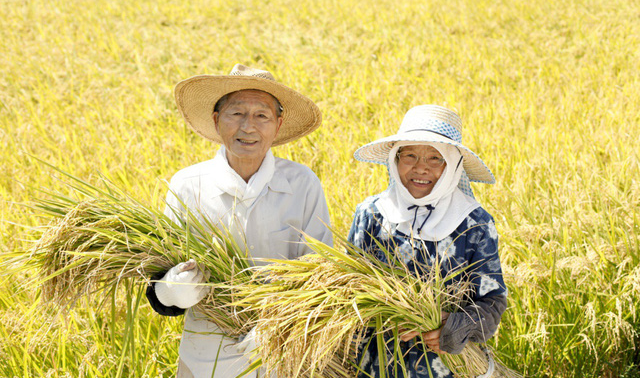 nguoi nhat dung dau gao de bao ve suc khoe tim mach