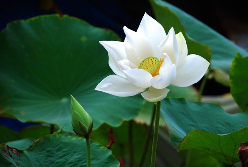 hoa sen co the chua ung thu khong hay tim hieu nhung cong dung tuyet voi tu sen