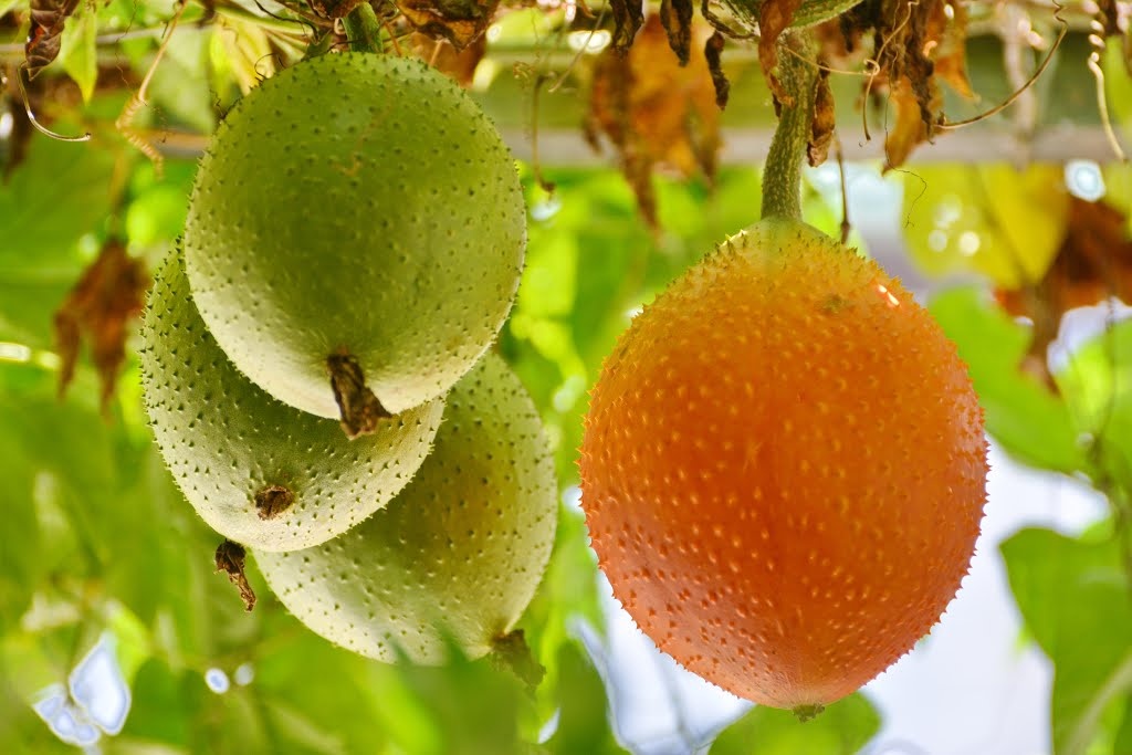 qua den tu thien duong than duoc phong the cho nguoi hiem muon