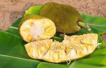 Không ngờ loại quả xù xì này có tác dụng chống ung thư
