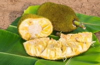 mit xanh non thanh mit chin vang dan buon noi that khong an