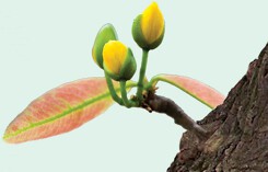 Tản mạn chuyện… bỗng trỗi dậy, bừng bừng