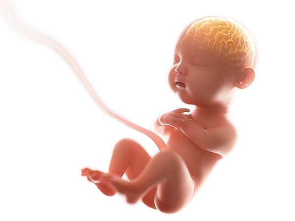 Bộ não của thai nhi phát triển như thế nào? bo nao cua thai nhi phat trien nhu the nao