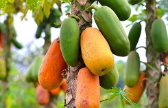 Đu đủ là quả gì, có tác dụng thế nào với sức khỏe?