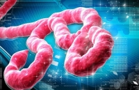 protein o nguoi co the chong lai vi rut ebola