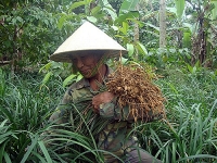 yen bach cay thuoc quy khong phai ai cung biet