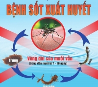 bo y te hop truc tuyen khan cap ve phong chong sot xuat huyet