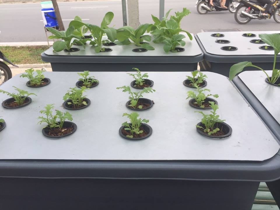 Khu vườn 10m2 đủ loại rau xanh mướt nhờ phương pháp trồng thủy canh khu vuon 10m2 du loai rau xanh muot nho phuong phap trong thuy canh