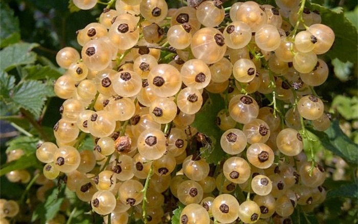nhung loai thuc pham co gia tren troi o nuoc ngoai