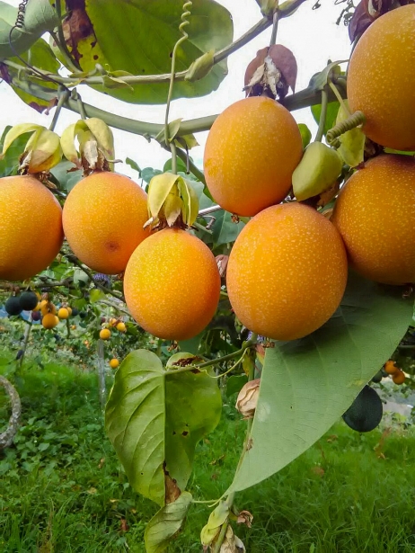 Chanh leo giúp điều trị bệnh tiểu đường, phòng ngừa viêm khớp chanh leo giup dieu tri benh tieu duong phong ngua viem khop