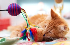 Cách giảm cân với thú cưng