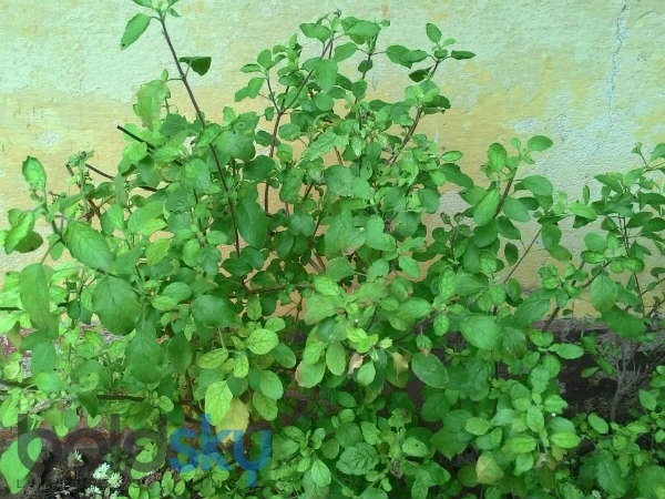 10 loai thuc pham nguoi an do thuong dung de ngan ngua ung thu vu