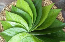Trầu đâu chỉ để nhai cho vui, trị mụn, trắng răng, trầu làm được hết!