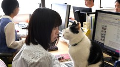 Kỳ lạ chuyện công ty Nhật trả lương cho nhân viên nuôi mèo