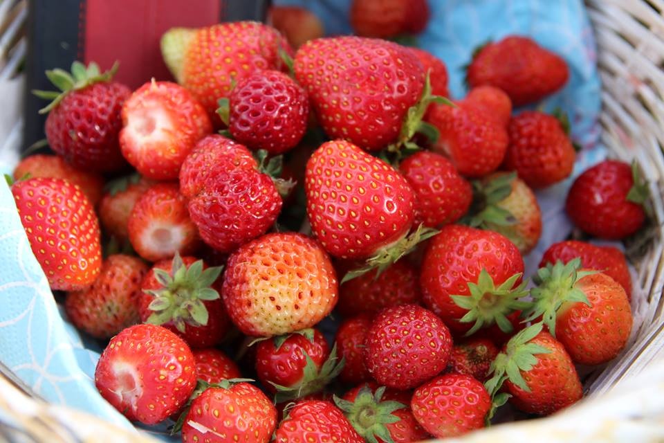 vuon dau tay sai hoa triu qua cua me viet dam o ha lan