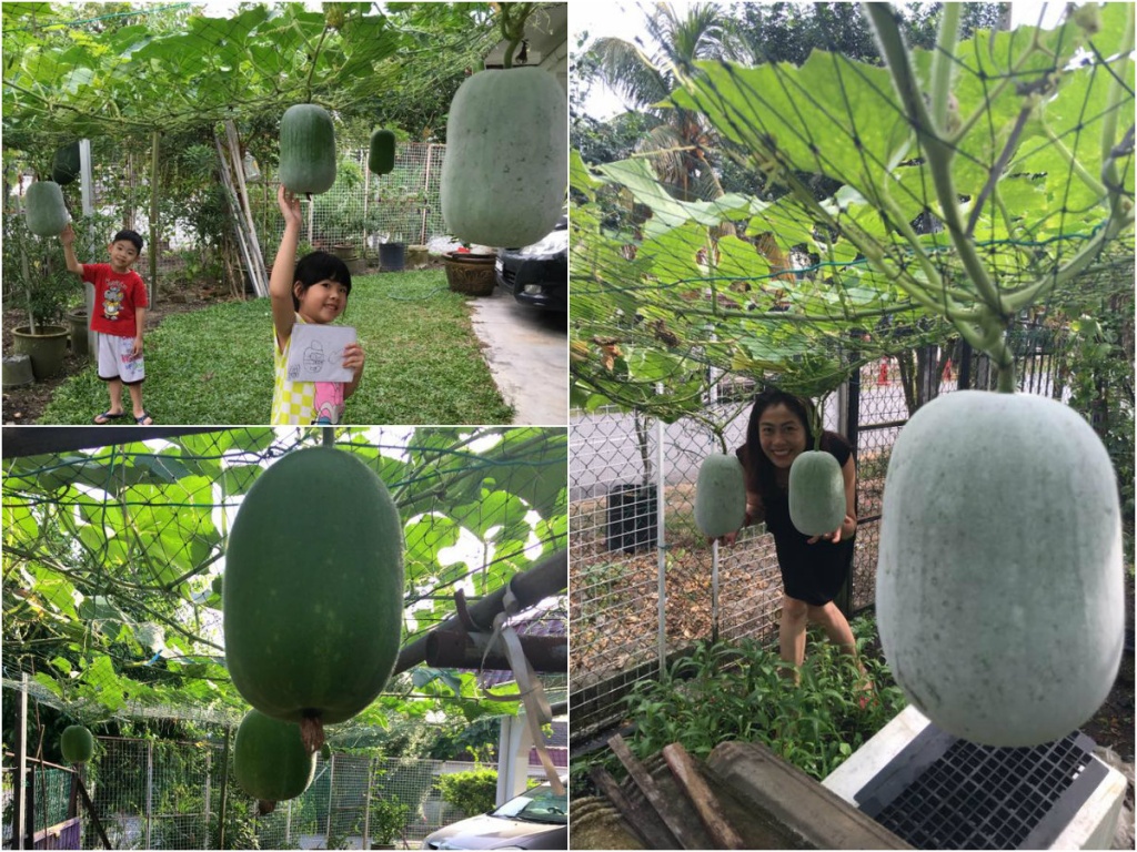 ngan ngo ngam gian bau bi sai triu qua cua me viet o malaysia