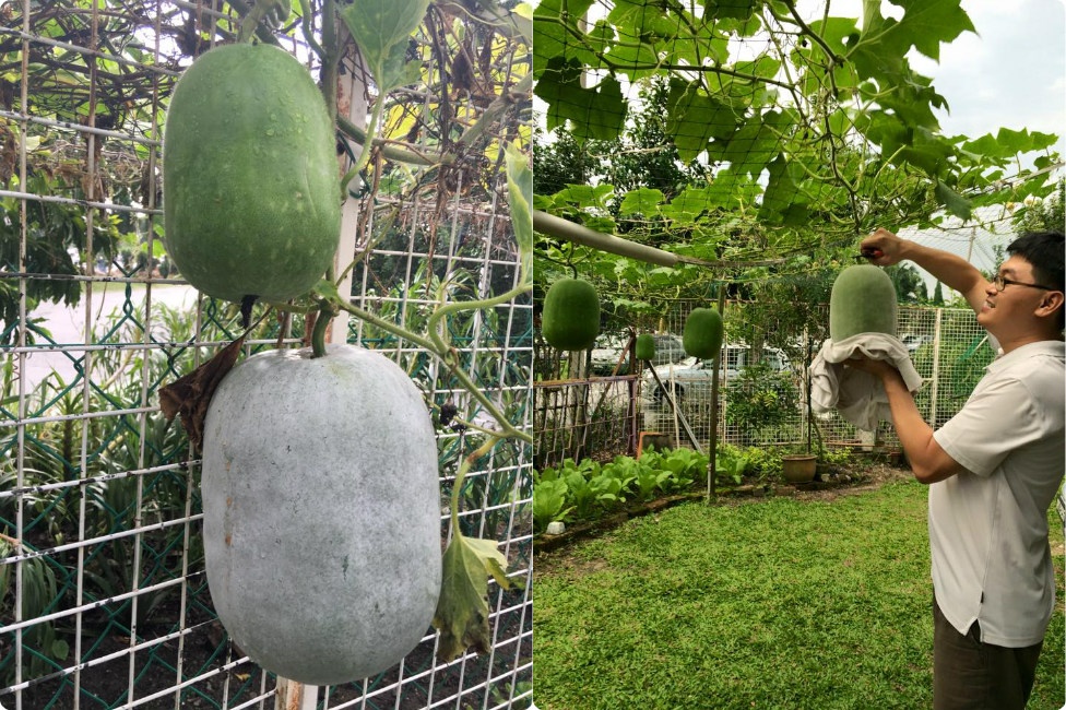 ngan ngo ngam gian bau bi sai triu qua cua me viet o malaysia