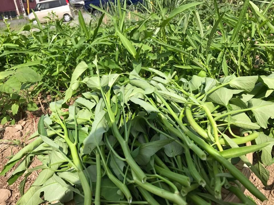 me viet o nhat cai tao khu dat hoang thanh vuon rau qua xanh muot mat