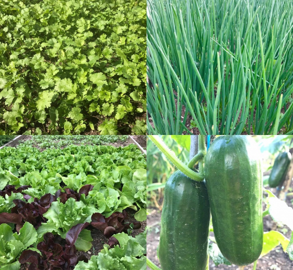 Mẹ Việt ở trời Tây 'Làm vườn để vơi bớt nỗi nhớ nhà' me viet o troi tay lam vuon de voi bot noi nho nha