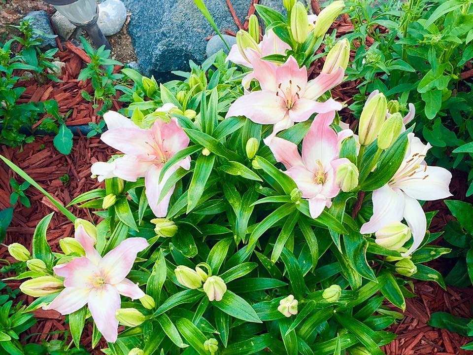 vuon hoa dang mo uoc cua me viet 8x tren dat my