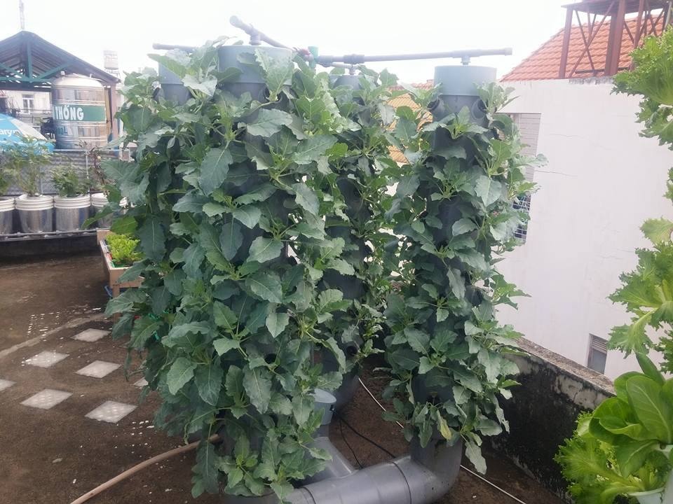 vuon rau khi canh tru dung cua ong bo tre sai thanh an khong xue