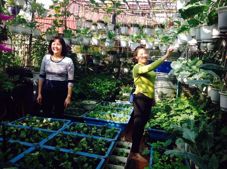 nguong mo vuon treo du loai rau sach an khong xue cua co giao ve huu o ha noi