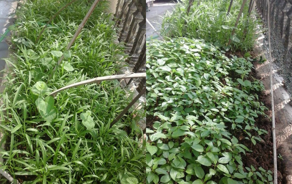 me tre dam dang o hai phong trong rau sach nuoi chim nuoi ga tren san thuong rong 60m2