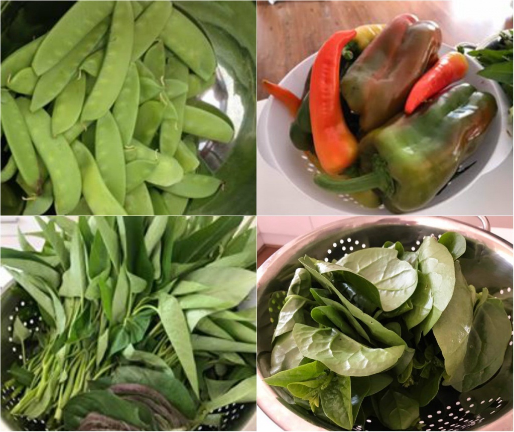 Mê mẩn vườn hoa thơm, rau sạch của mẹ Việt đảm đang ở Úc me man vuon hoa thom rau sach cua me viet dam dang o uc
