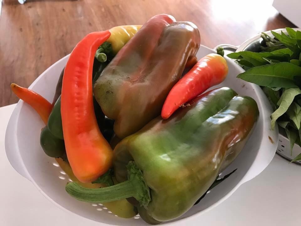 Mê mẩn vườn hoa thơm, rau sạch của mẹ Việt đảm đang ở Úc me man vuon hoa thom rau sach cua me viet dam dang o uc