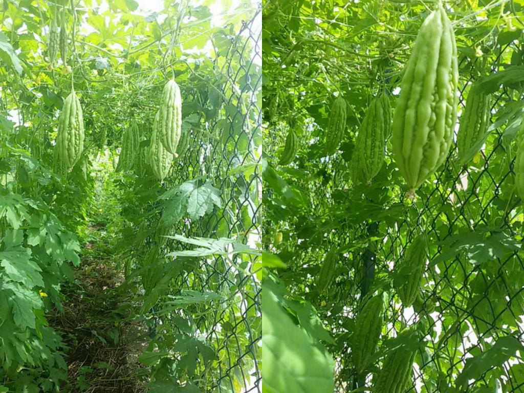rau sach ngap vuon 40m2 cua me viet o y
