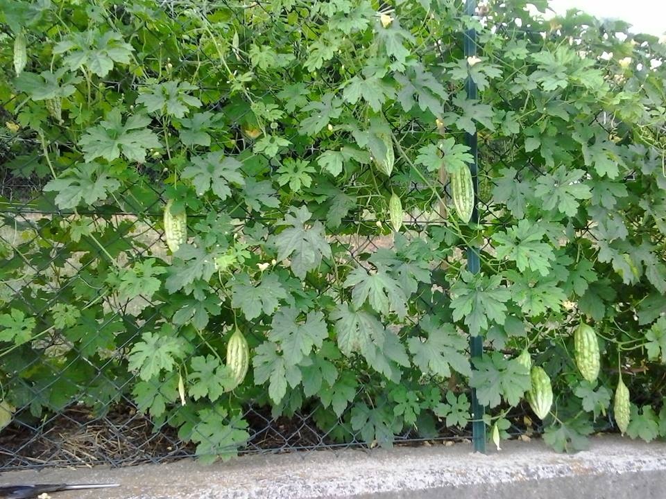 rau sach ngap vuon 40m2 cua me viet o y